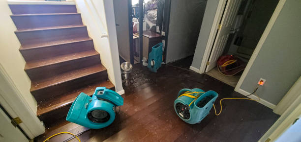 Best Mold removal after water damage  in Martinsville, NJ